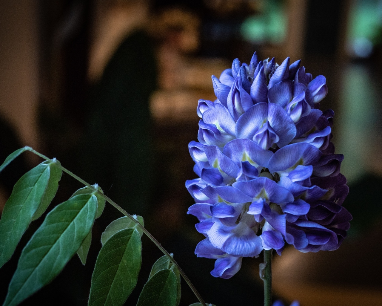 Красивый фиолетовый цветок глицинии