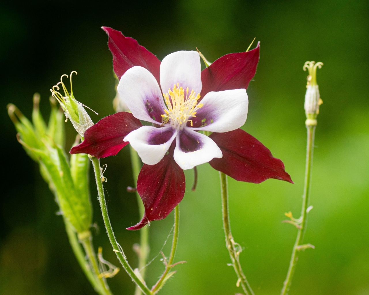 Красивый красный цветок водосбор крупным планом