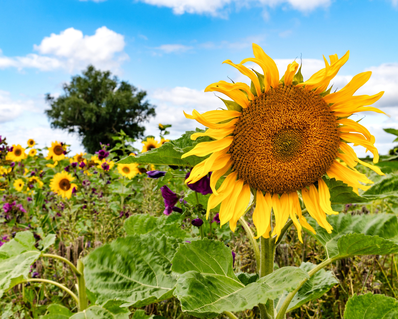 Красивое летнее поле с подсолнухами в лучах солнца