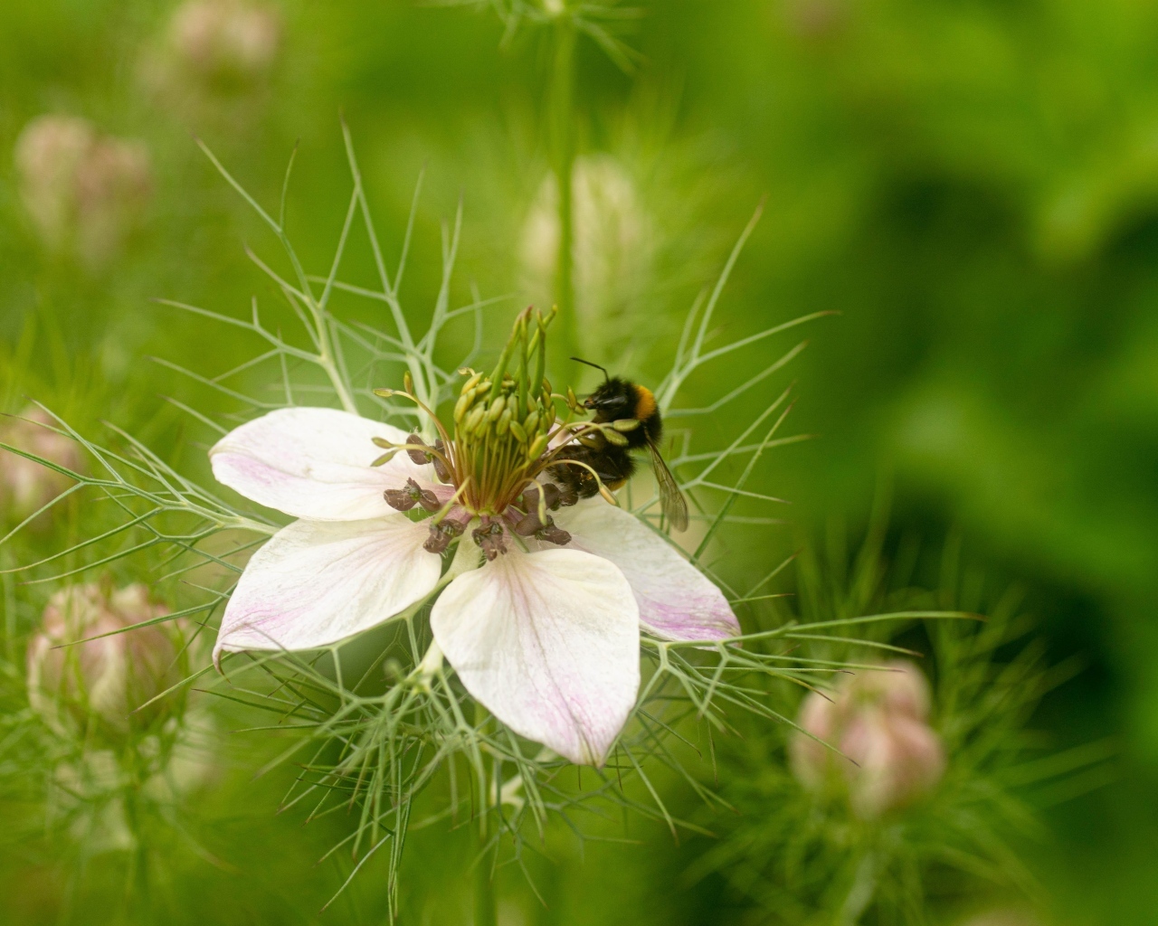 Красивый белый цветок с мелкими листьями