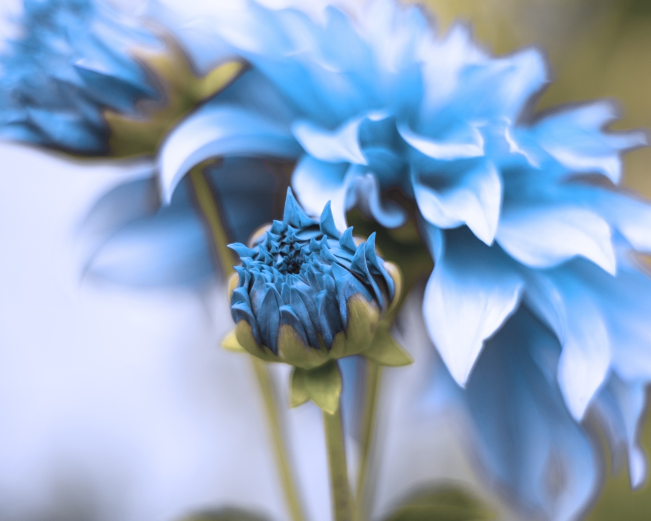 Синие распускающиеся цветы георгина