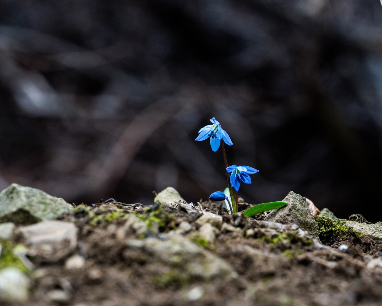 Голубые маленькие весенние цветы пролесок