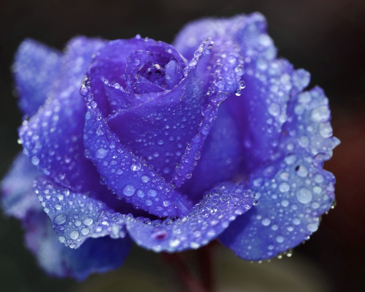 Синяя роза в каплях воды крупным планом