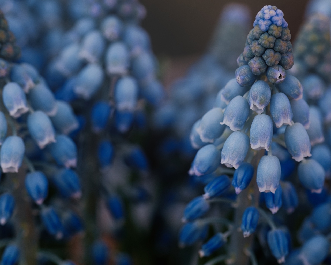 Голубые весенние цветы мускари крупным планом
