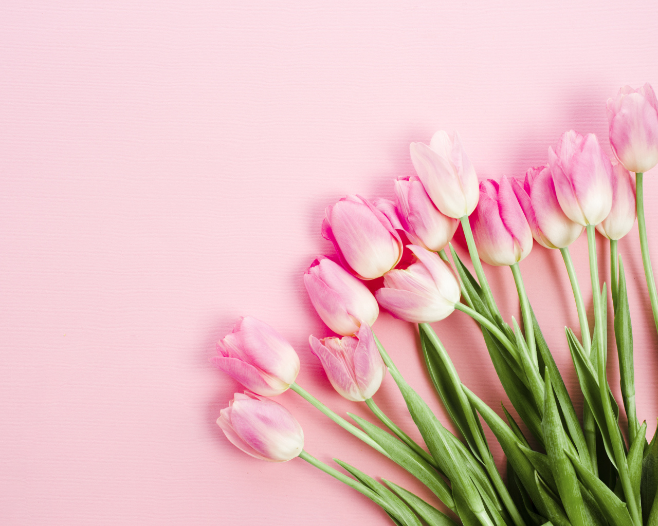 Букет розовых тюльпанов с зелеными листьями весной