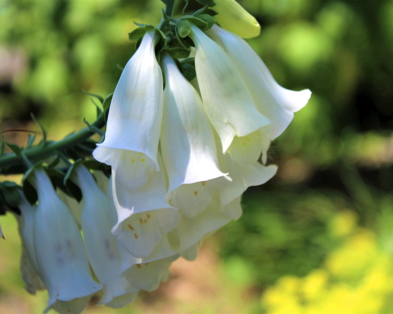 Ветка с белыми цветами колокольчика