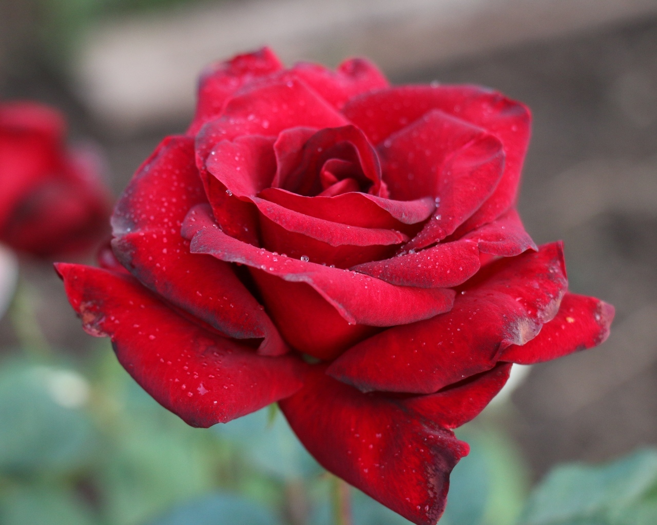 Бордовая чайная роза крупным планом