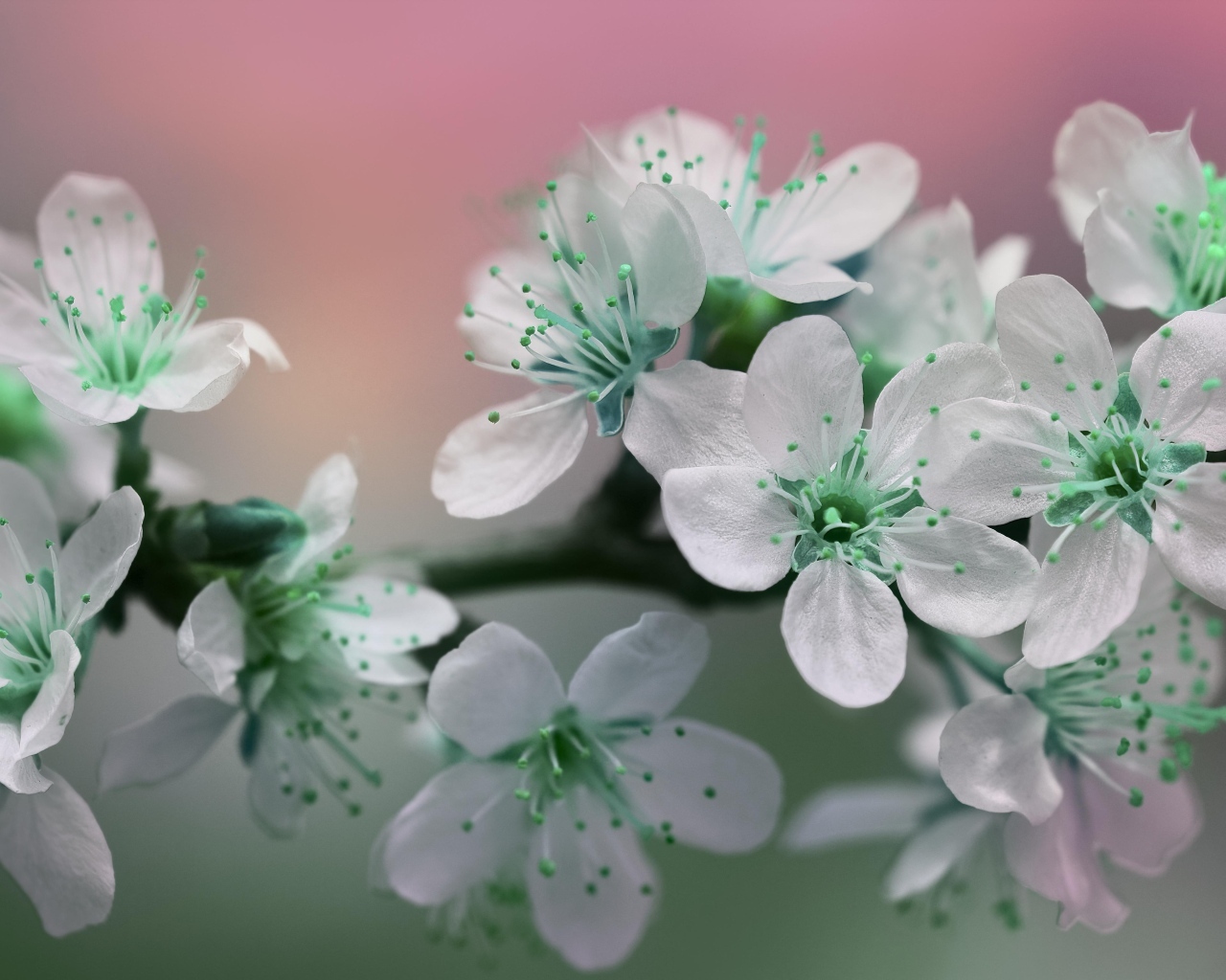 Цветы вишни с белыми лепестками на ветке дерева