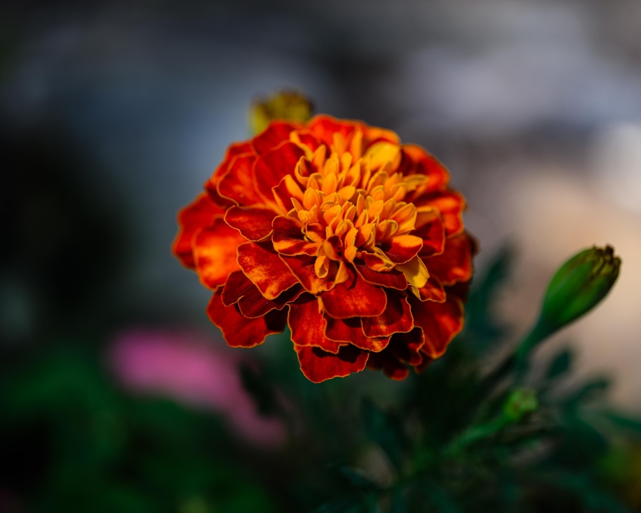 Цветок оранжевого ароматного бархатца крупным планом