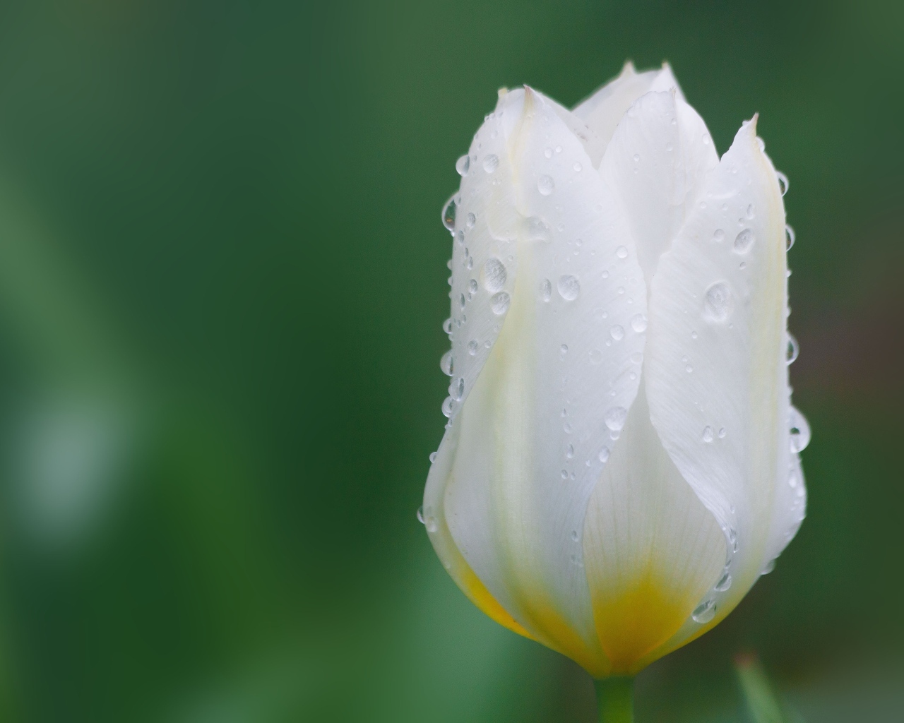 Закрытый цветок тюльпана в каплях воды