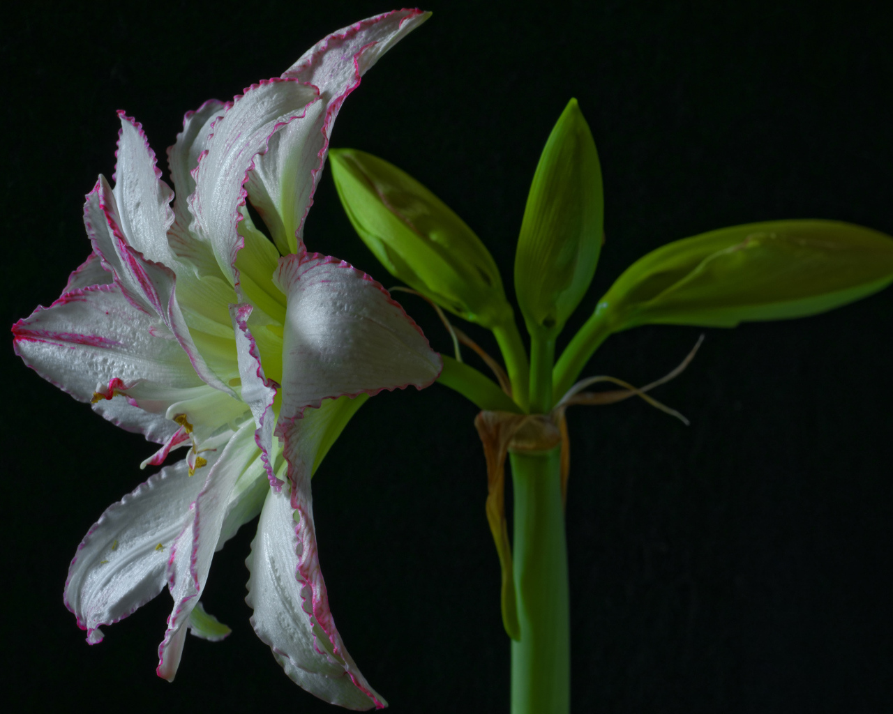 Нежный цветок амариллиса на черном фоне