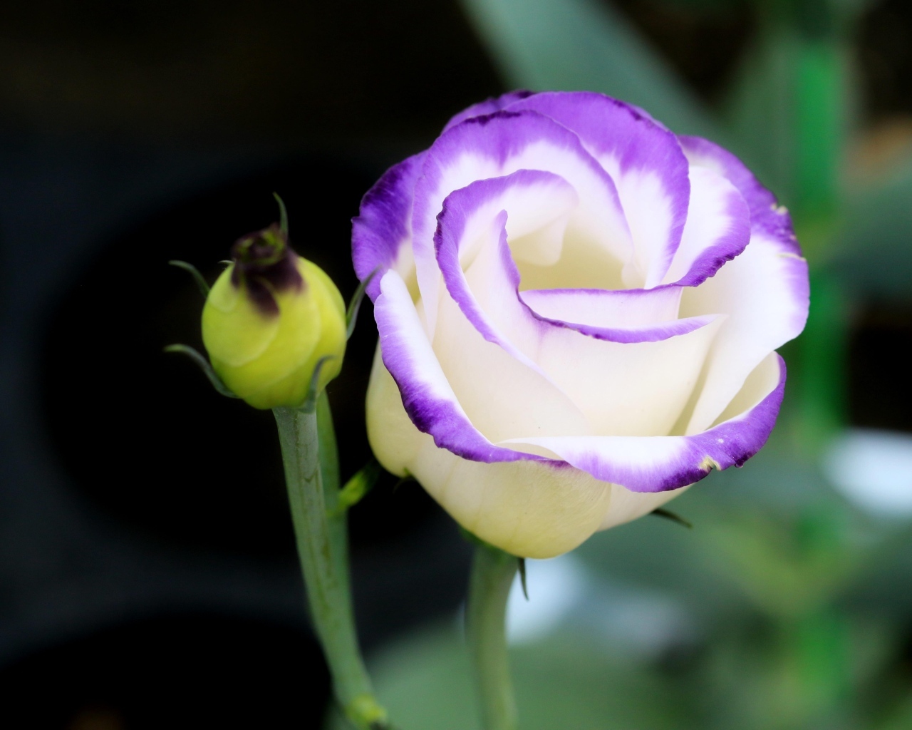 Нежный цветок эустомы с бутоном крупным планом