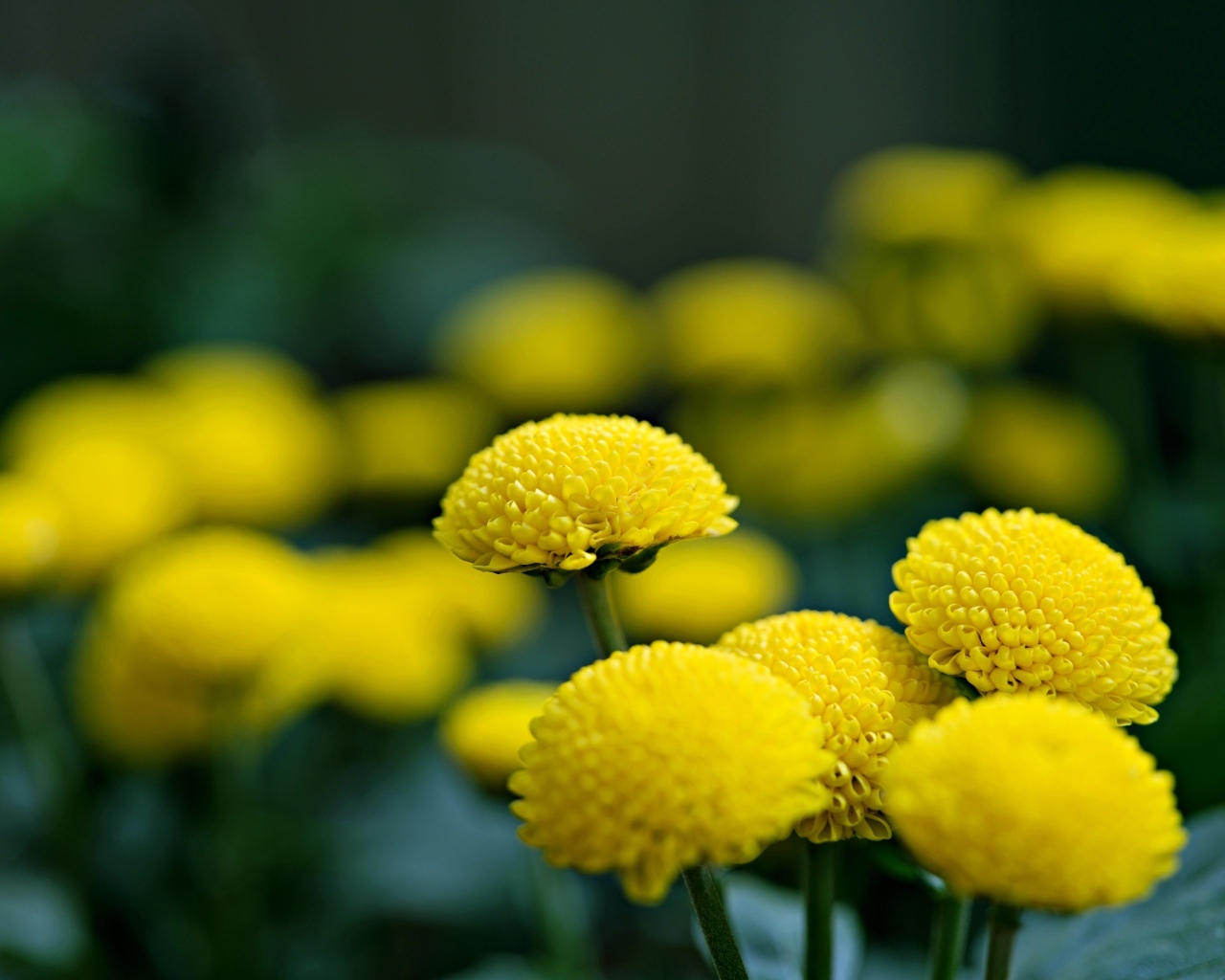 Нежные желтые хризантемы крупным планом