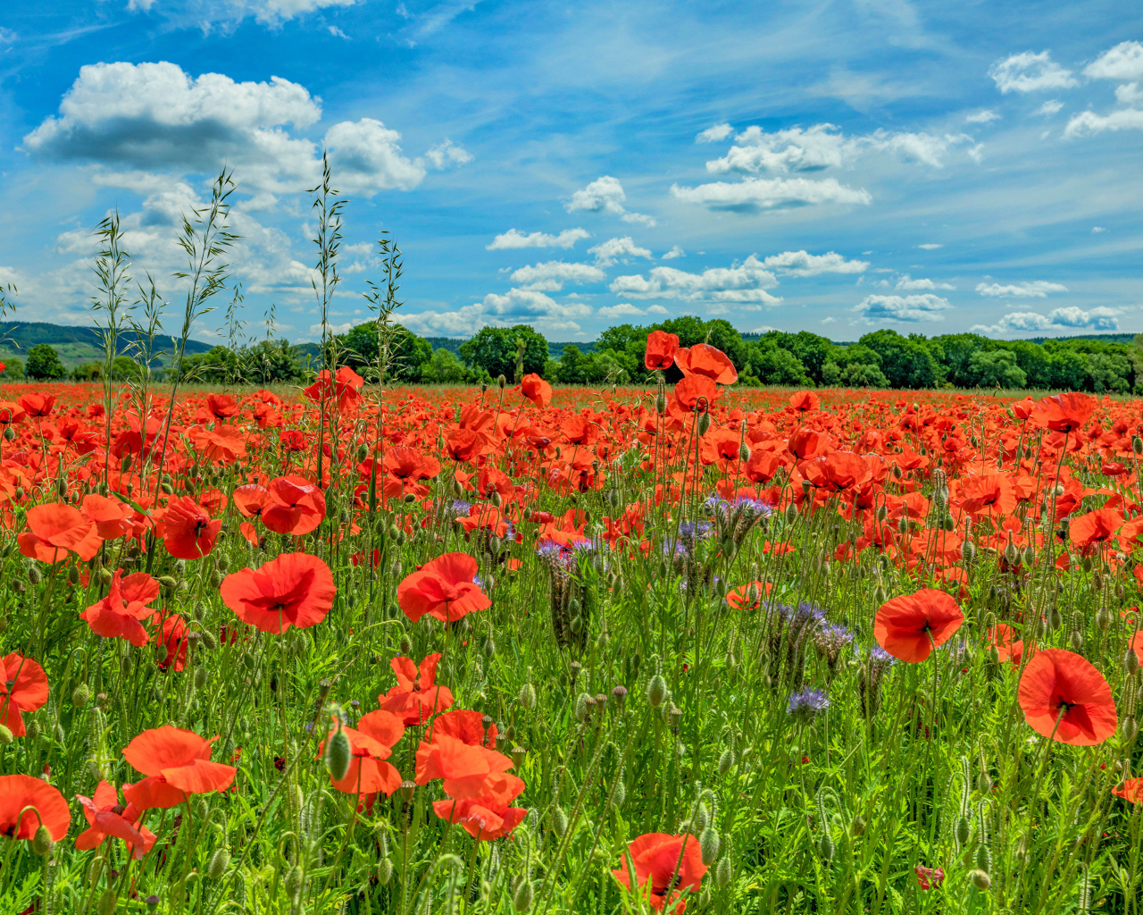Поле с красными маками под голубым летним небом