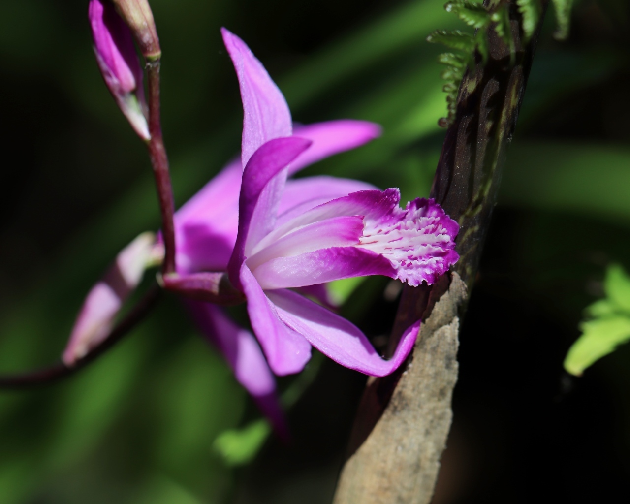 Цветок розовой нежной орхидеи