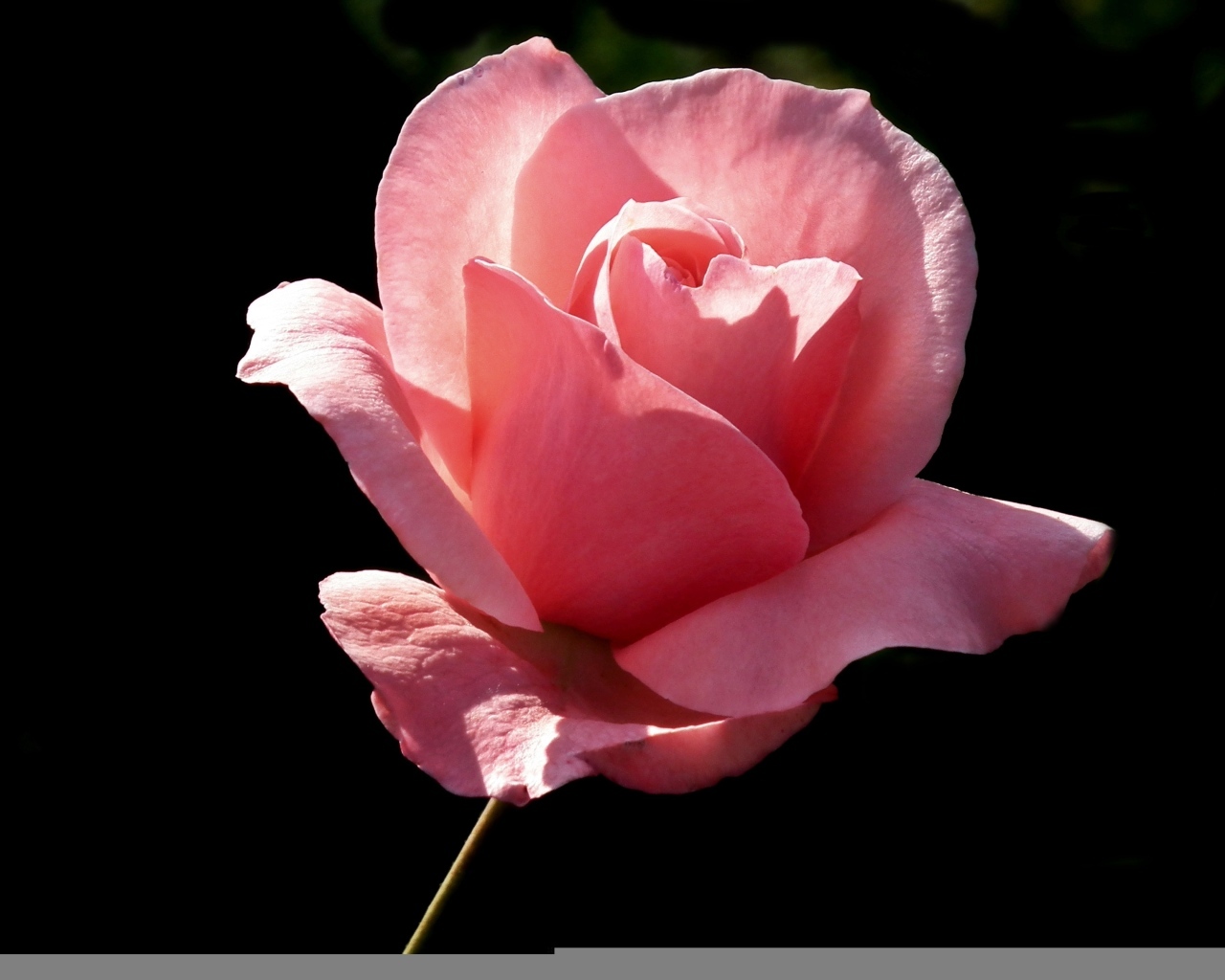 Ароматная красивая розовая роза на черном фоне