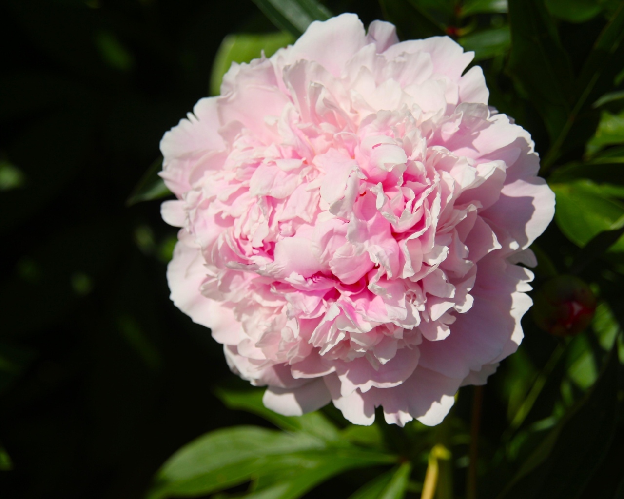 Ароматный розовый пион на клумбе в лучах солнца