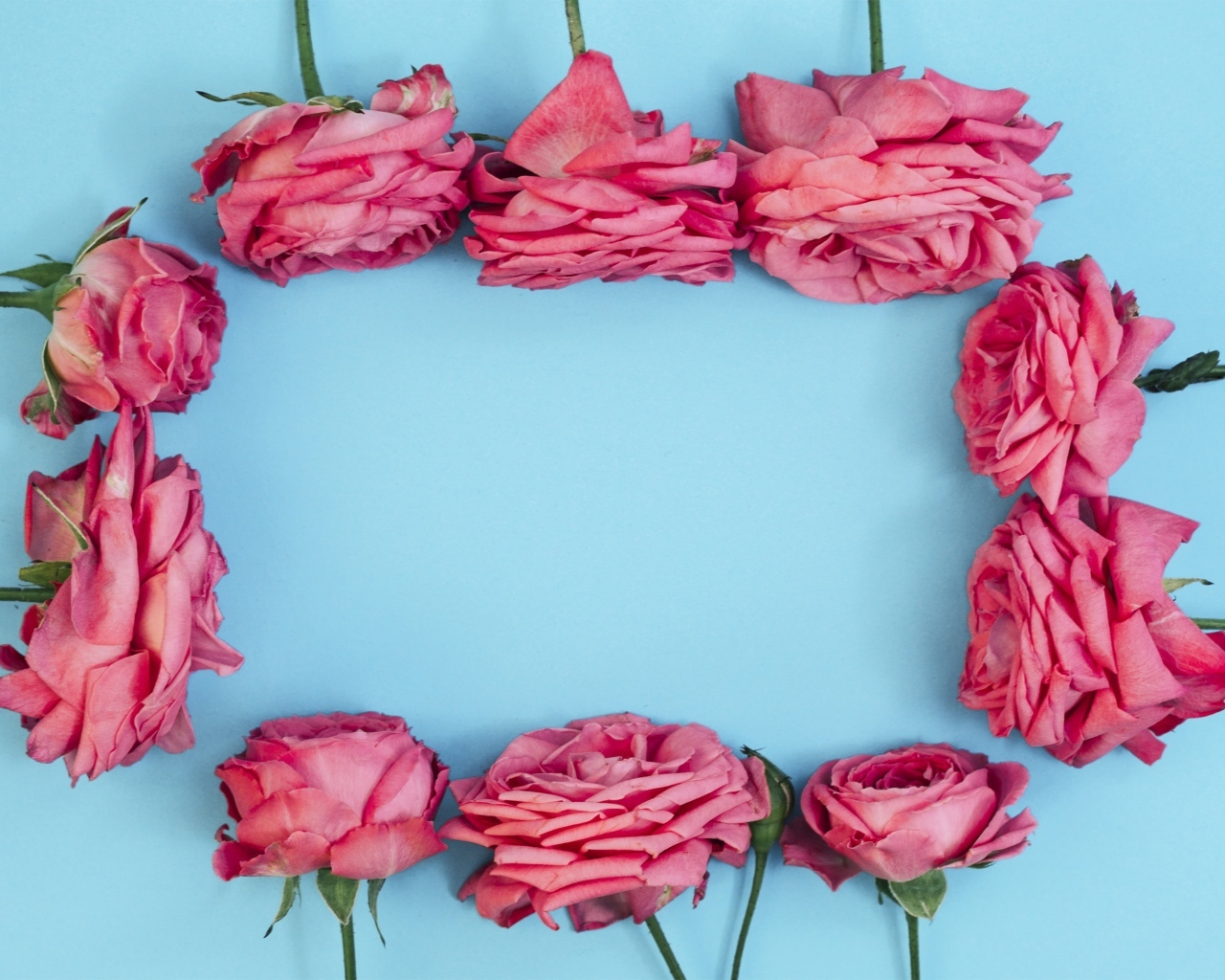 Рамка из  розовых роз на голубом фоне