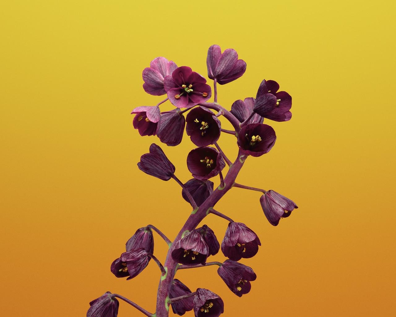 Цветы рябчика на желтом фоне