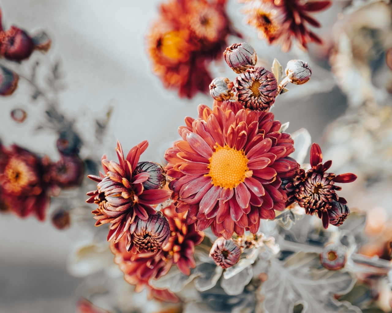 Заморозки на оранжевых лепестках садовой хризантемы