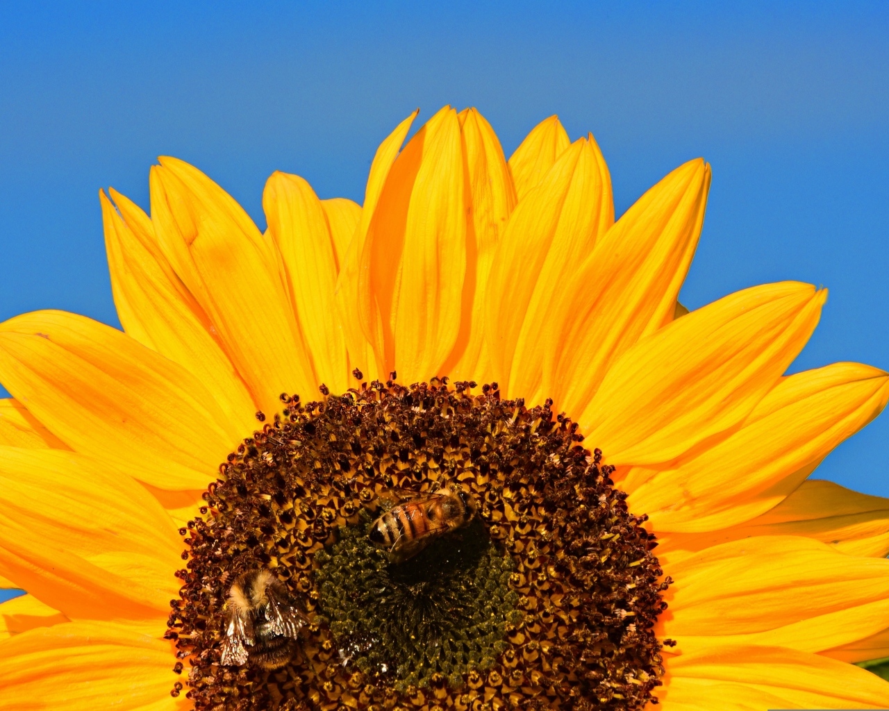 Половина цветка подсолнуха на голубом фоне