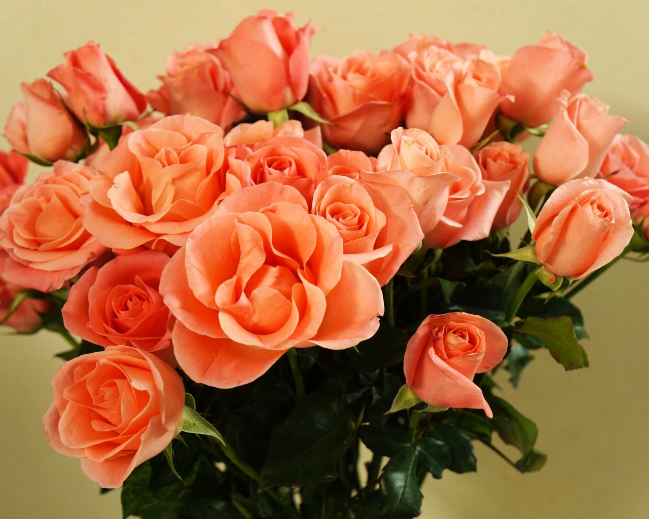 Огромный букет оранжевых роз крупным планом