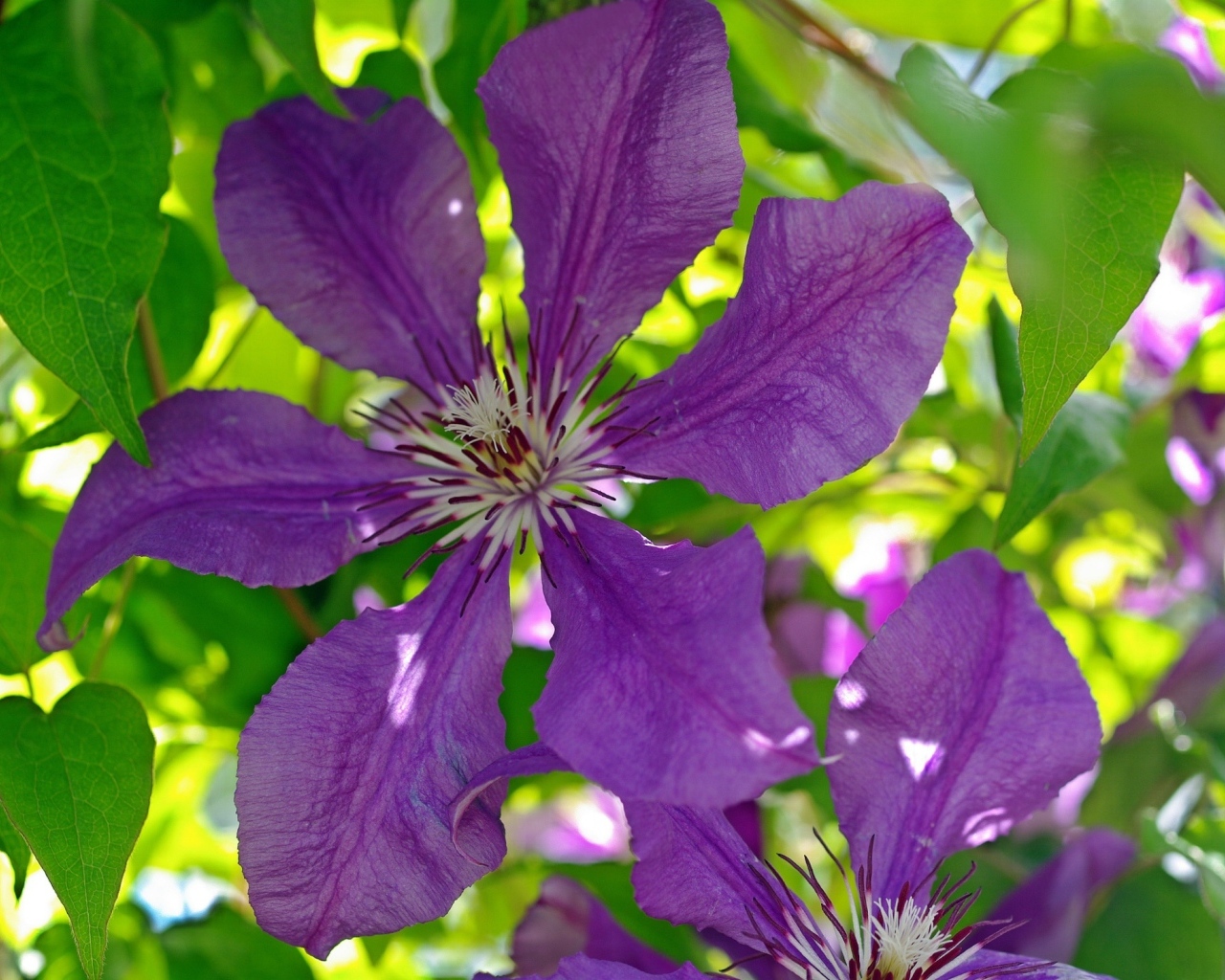 Большие фиолетовые цветы клематиса крупным планом