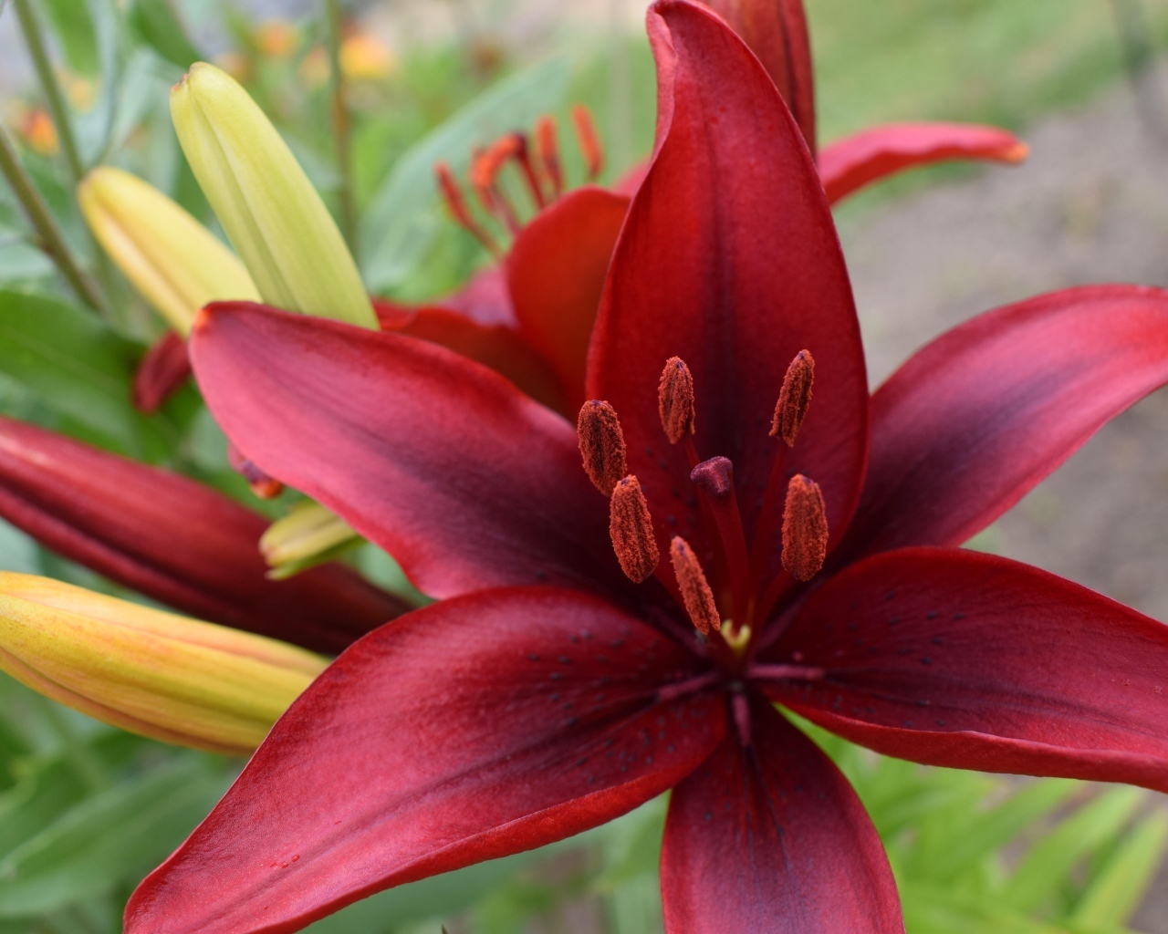 Большие красные лилии с бутонами на клумбе