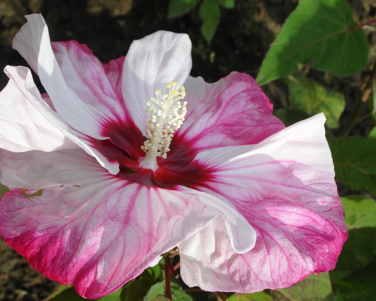 Большой бело-розовый цветок гибискуса