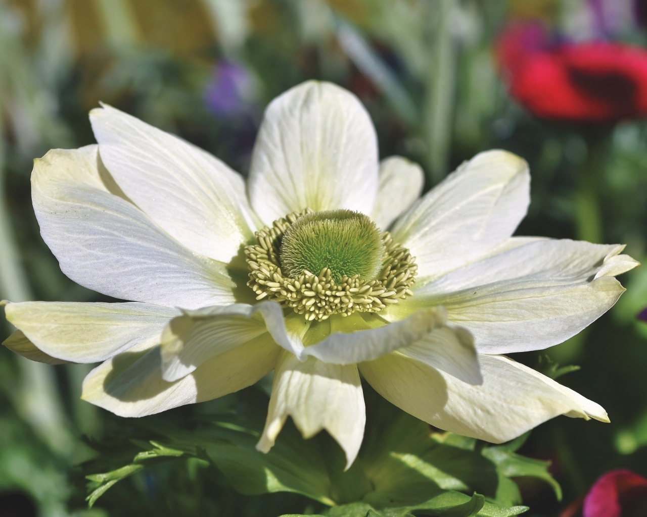 Крупный белый цветок анемона на клумбе