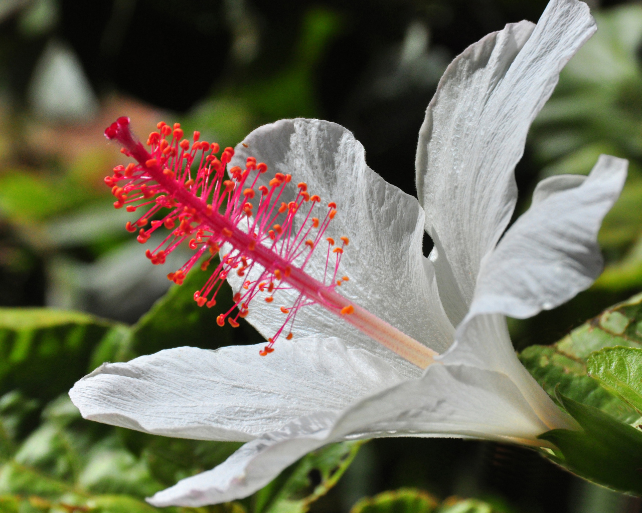 Крупный белый гибискус макросъемка