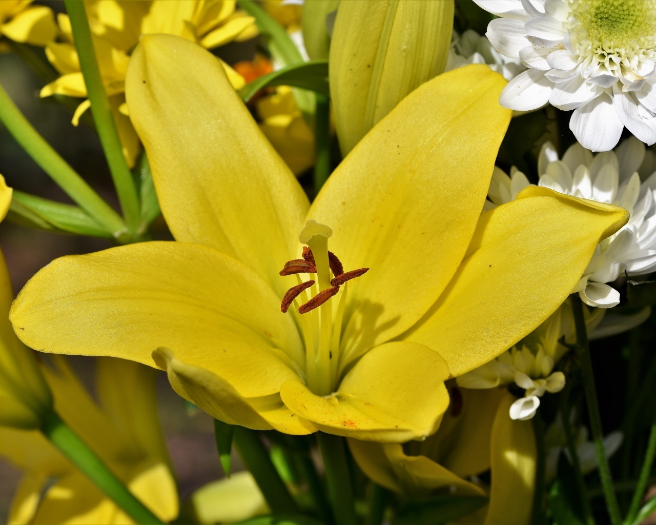 Крупные желтые лилии в букете с хризантемами