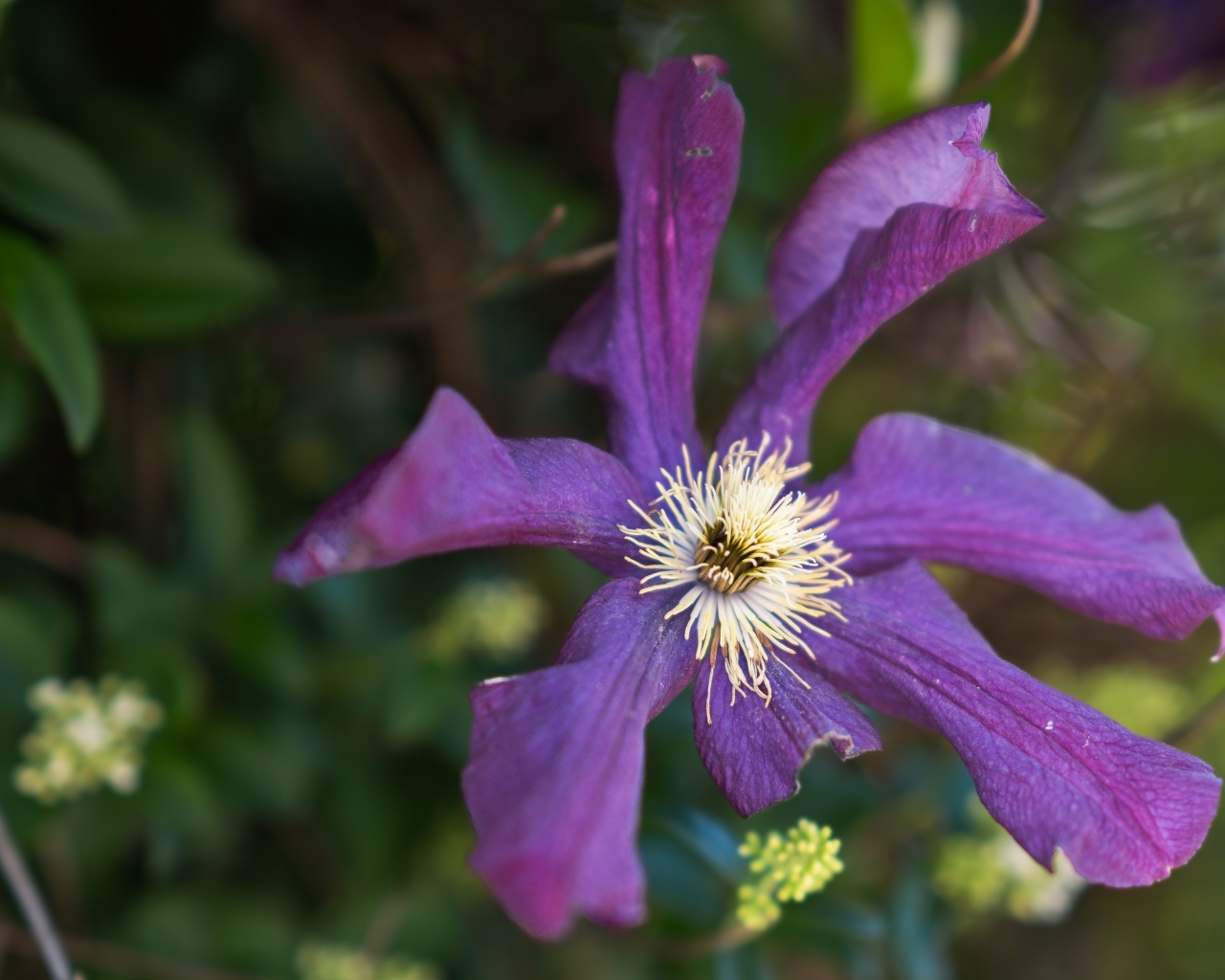 Сиреневый цветок садового клематиса