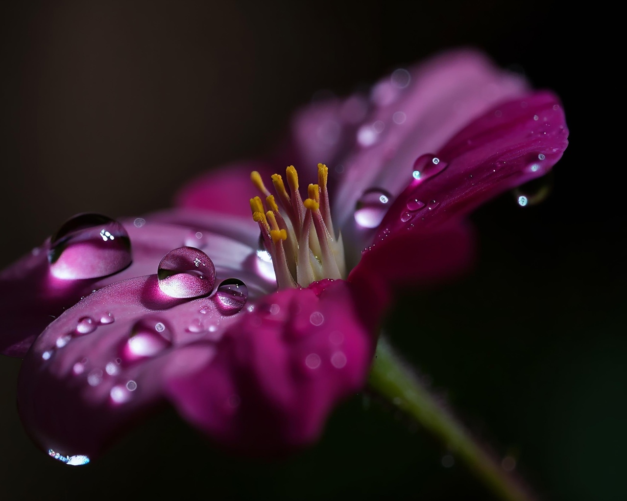 Сиреневый цветок с каплями воды крупным планом