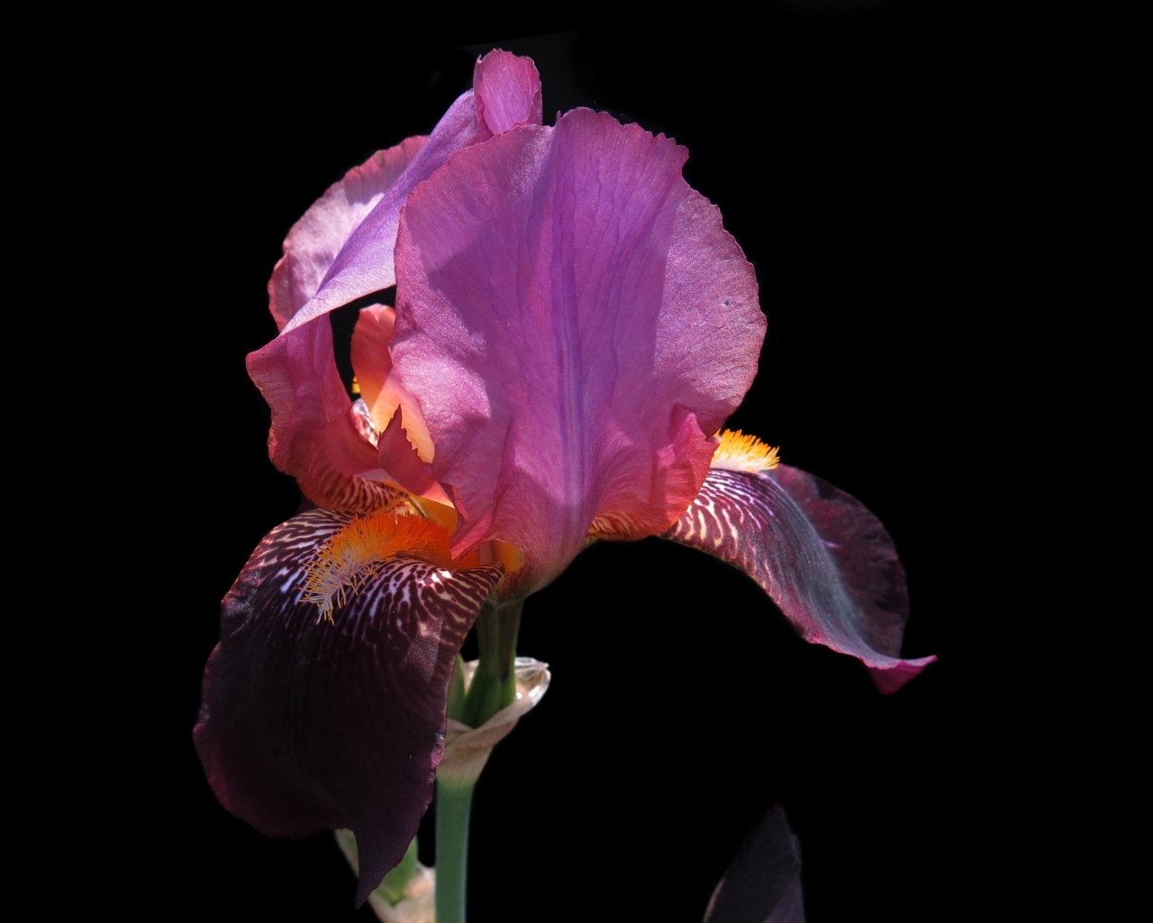 Сиреневый цветок ириса на черном фоне