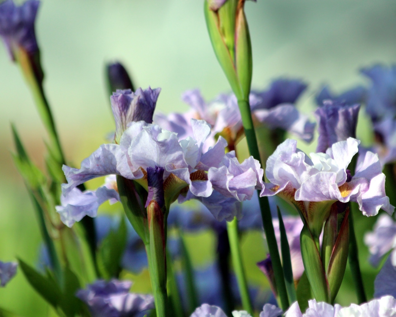 Много синих садовых цветов ириса