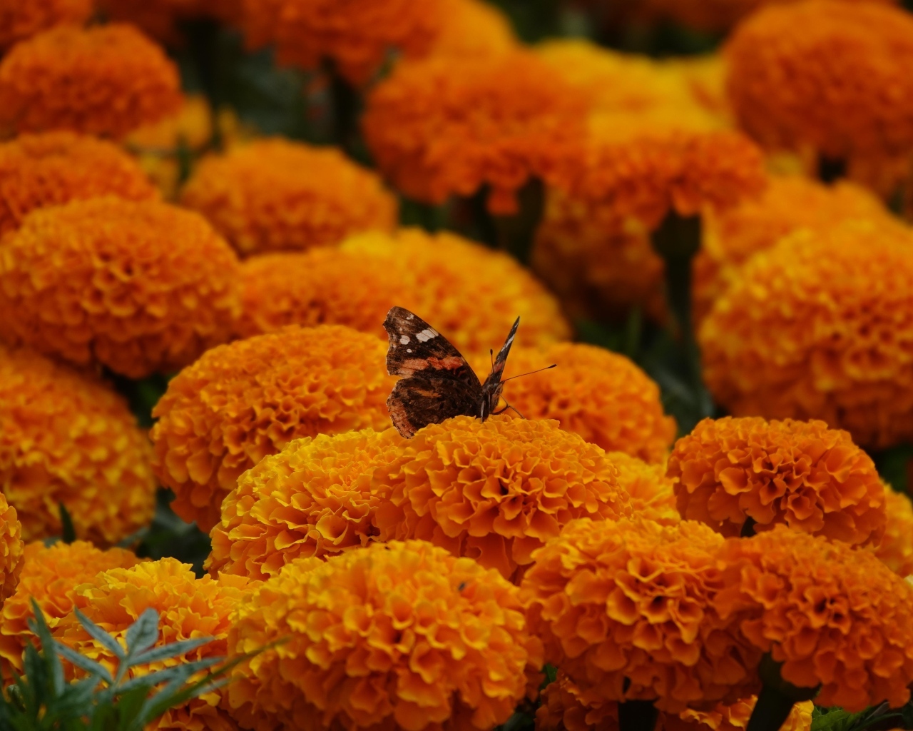 Много пышных ароматных цветов бархатцев с бабочкой