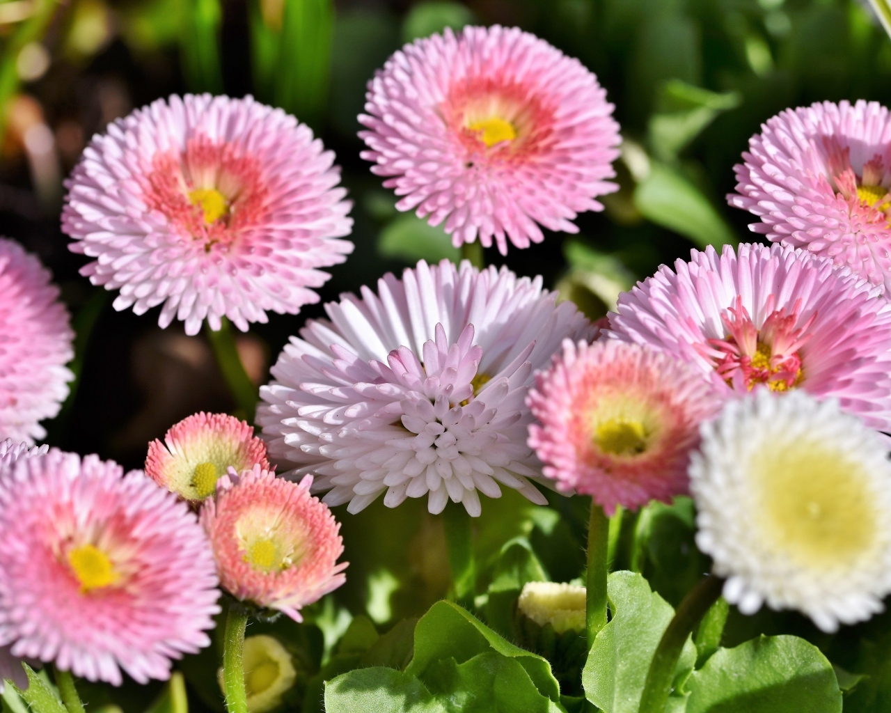 Много розовых маргариток крупным планом