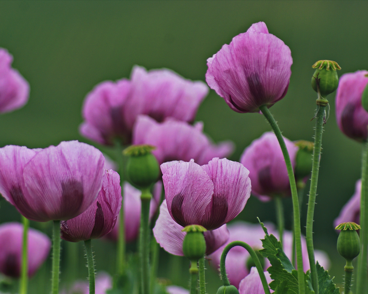 Много розовых маков на поляне