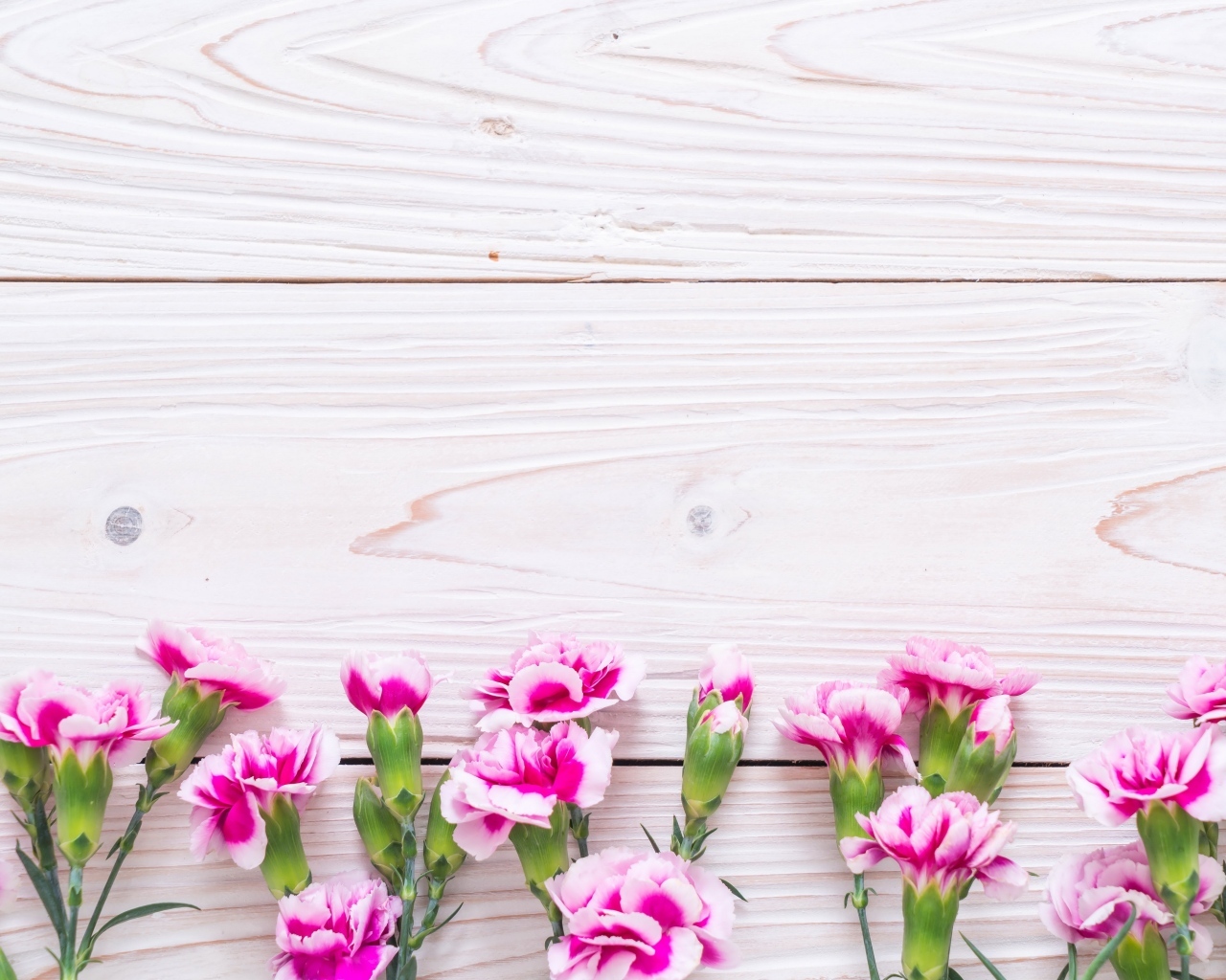 Много розовых цветов гвоздики на деревянном фоне