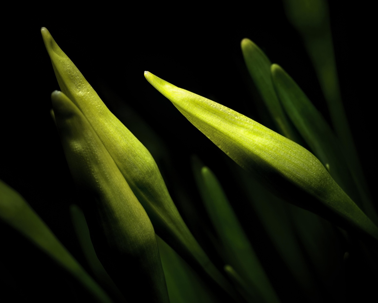 Бутоны нарциссов на черном фоне