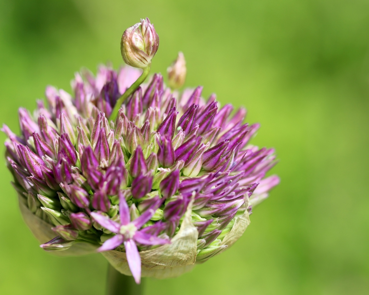 Цветок лука на зеленом фоне