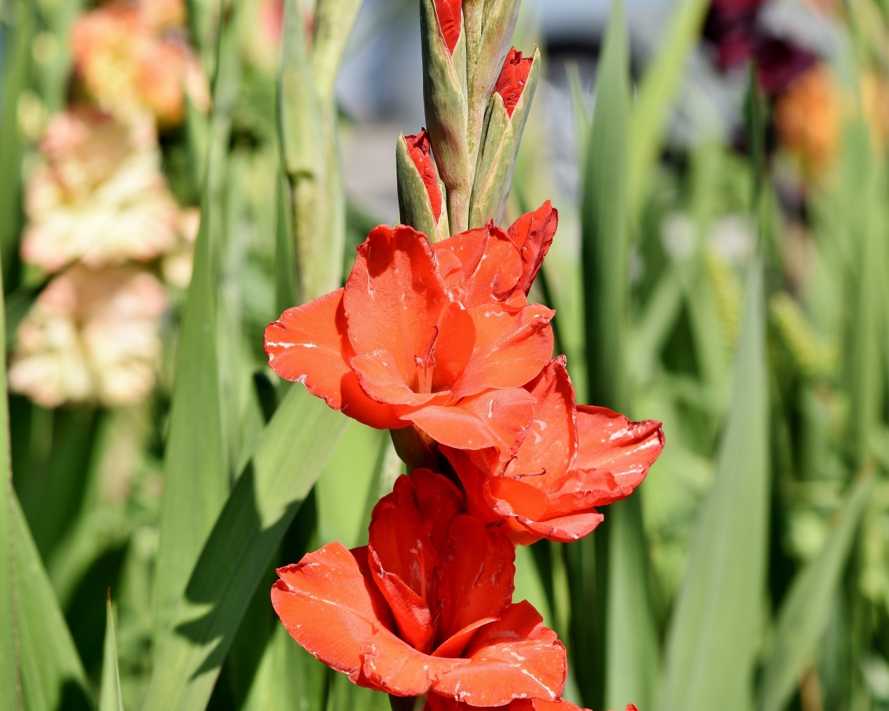 Распускающиеся красные ароматные цветы гладиолуса