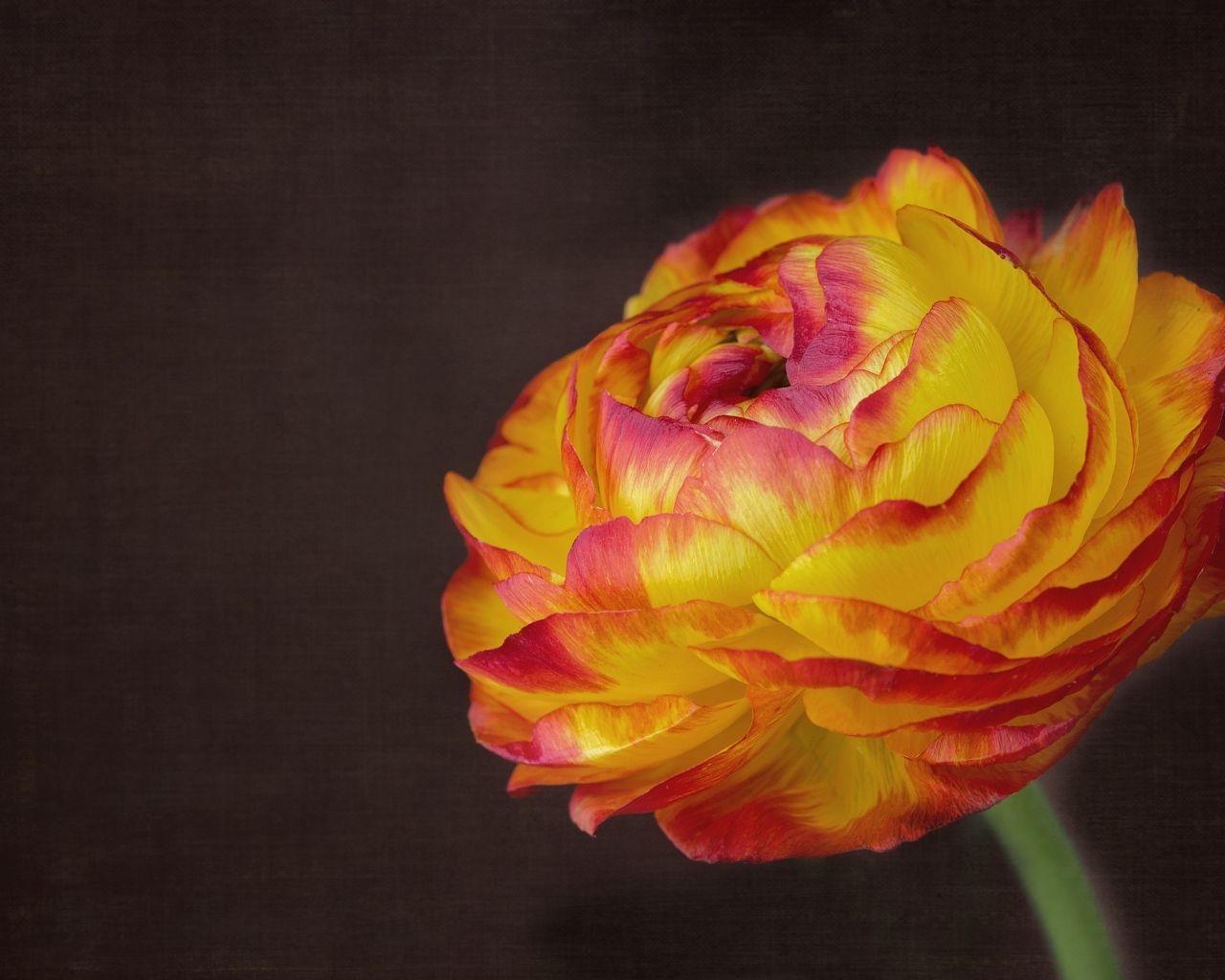 Оранжевый цветок лютика крупным планом на сером фоне