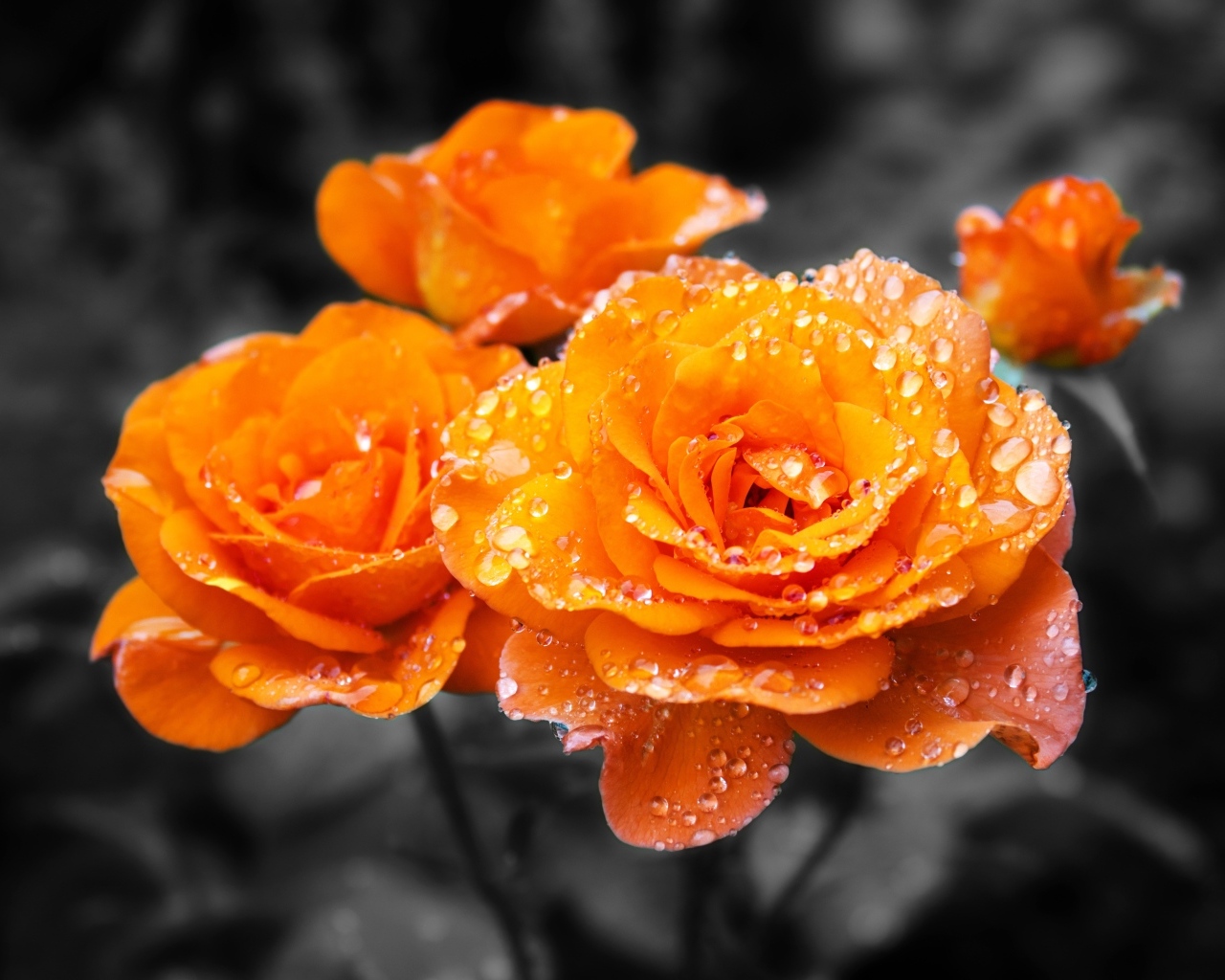 Оранжевые розы в каплях воды