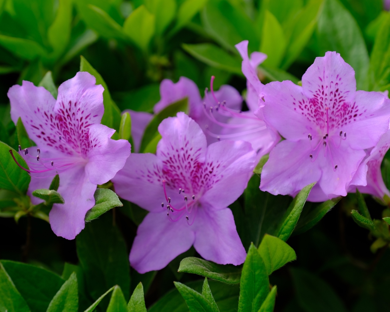 Розовые цветы азалии в зеленых листьях