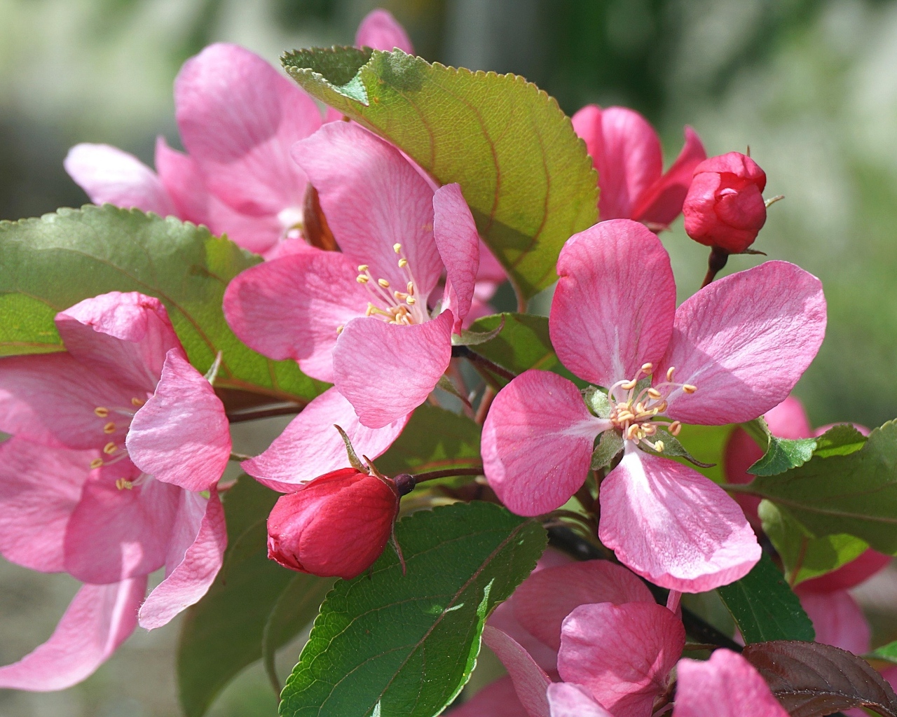 Розовые цветы яблони на дереве весной