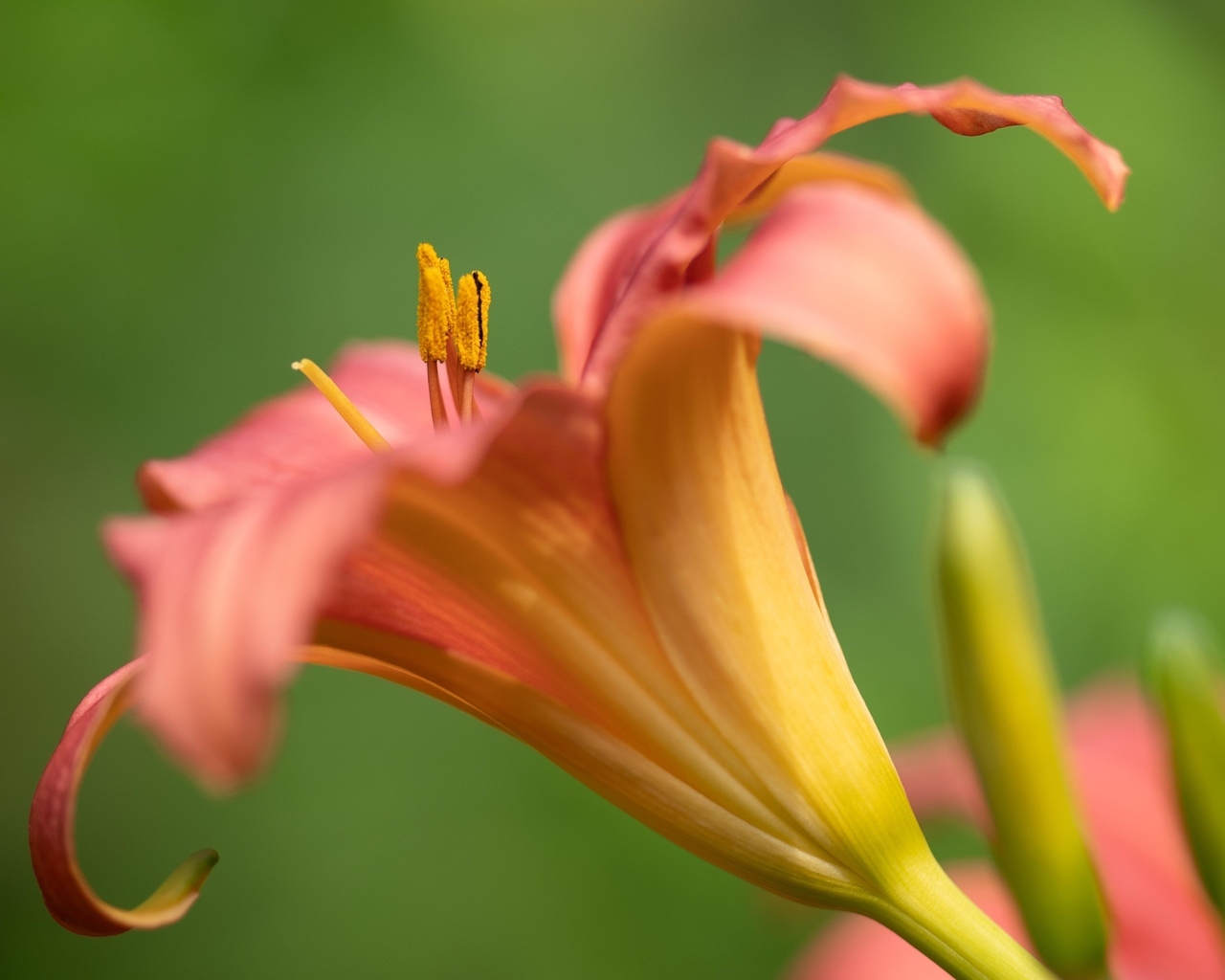 Розовый цветок лилейника на зеленом размытом фоне
