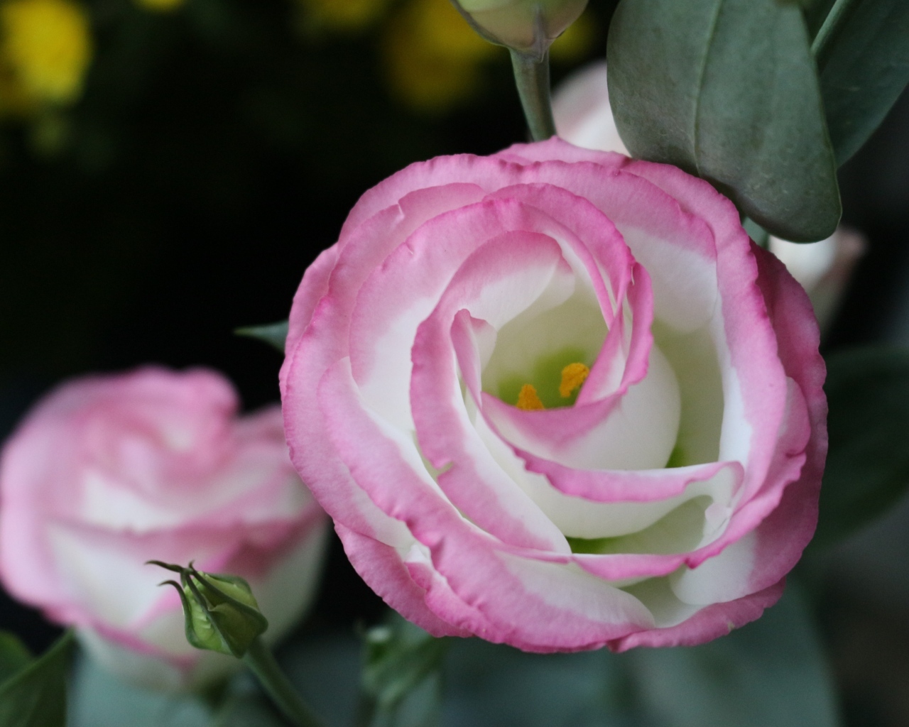 Розовые цветы эустома крупным планом