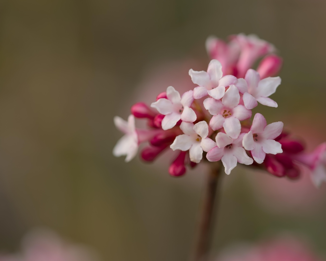 Розовые цветы калины Фаррера